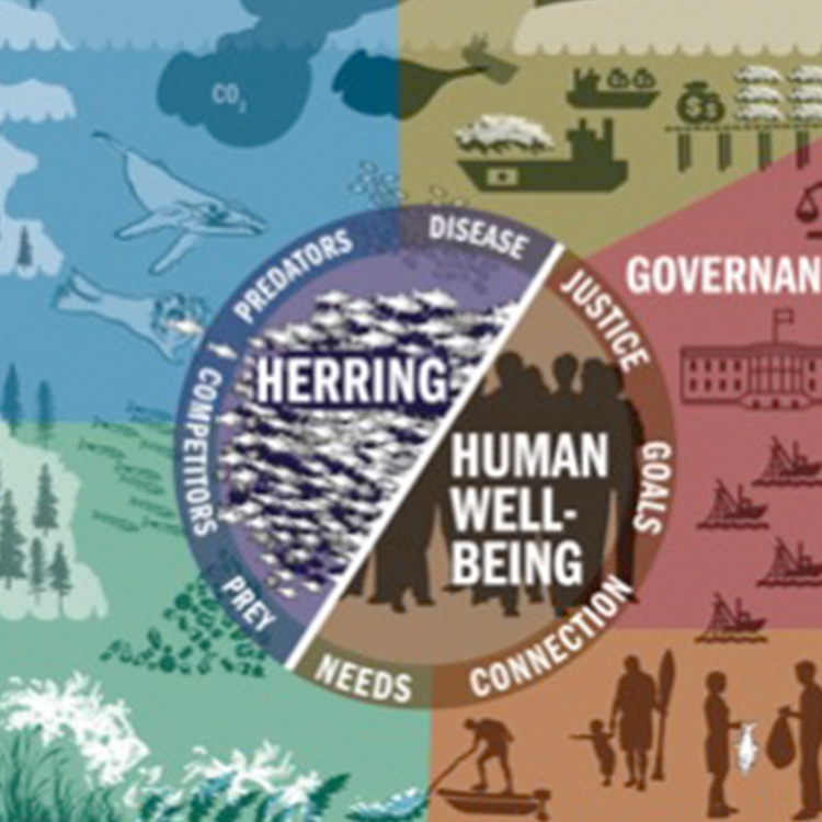 Infographic of the Conceptual Model of the Herring Social-Ecological System