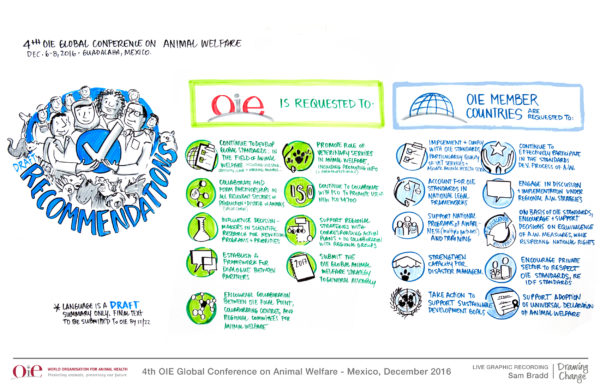 graphic recording images OIE  OIE-Animal-Welfare-Draft-Recommendations 